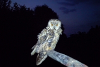 63863 Asio otus (Gufo comune)